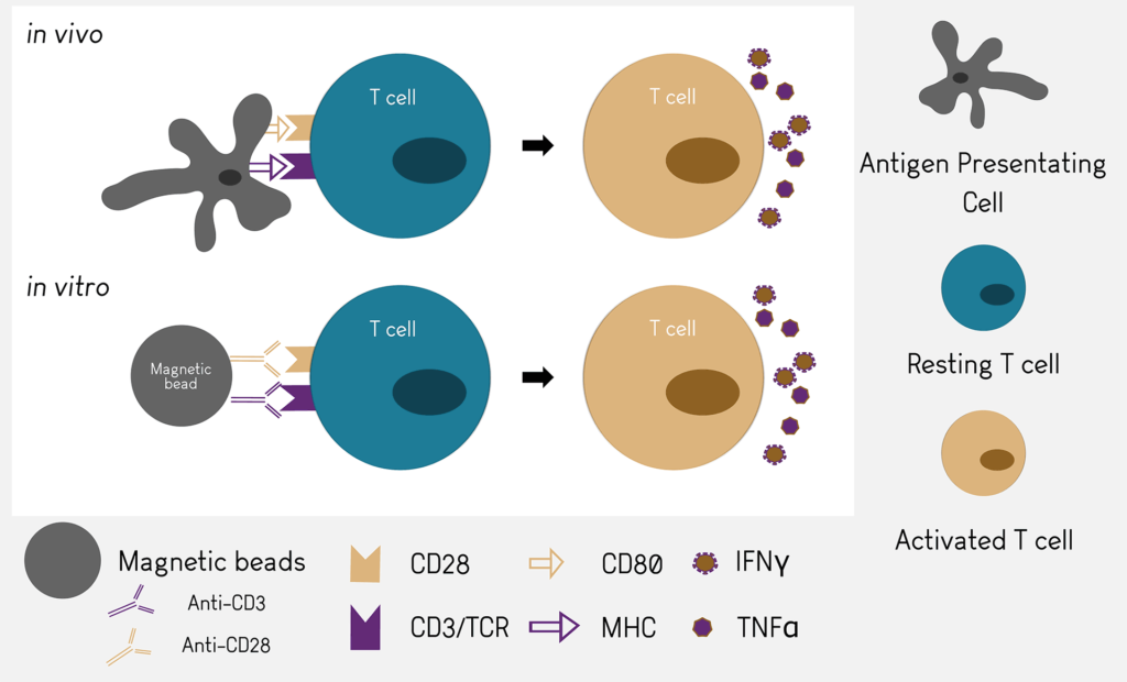 cd25 t cells activation