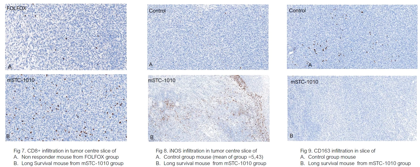 Antineo-resistant colorectal cancer model-HALO analysis