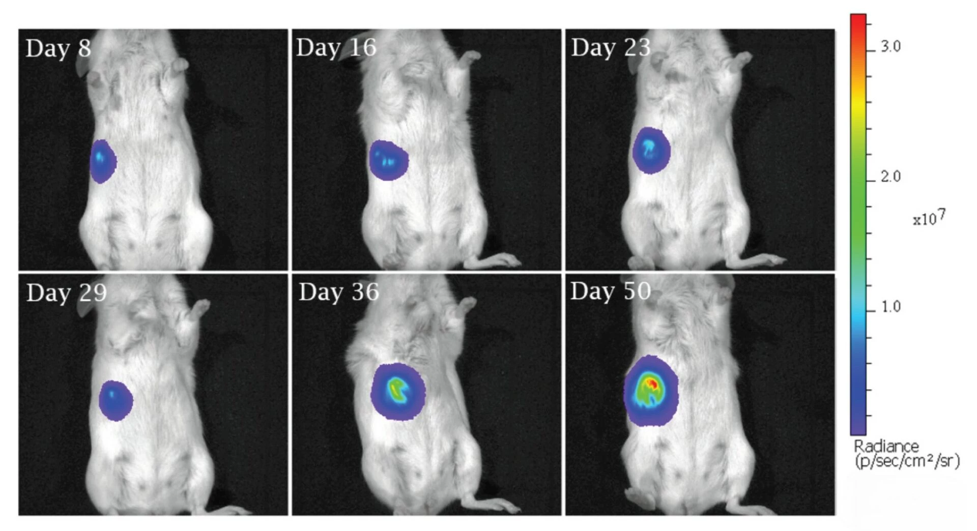 Antineo-Breast-cancer-luciferase-bioluminescence