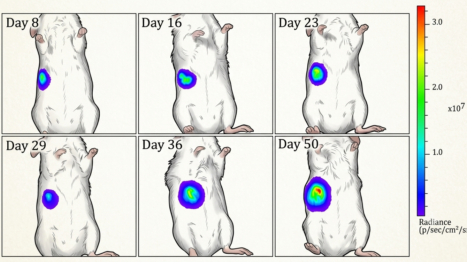 Antineo-live animal imaging-luciferase