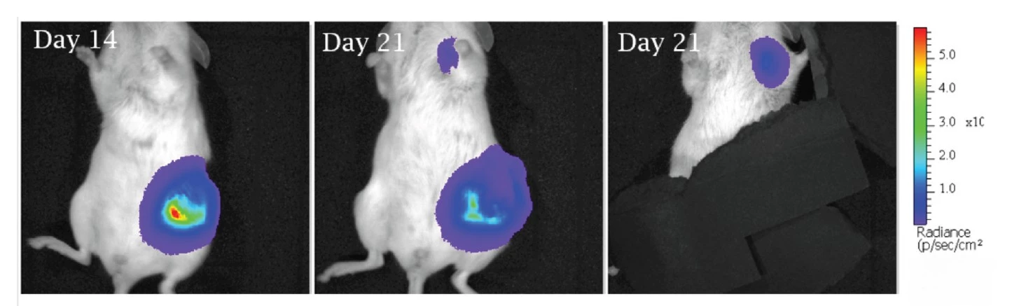 antineo lymphoma luciferase bioluminescence