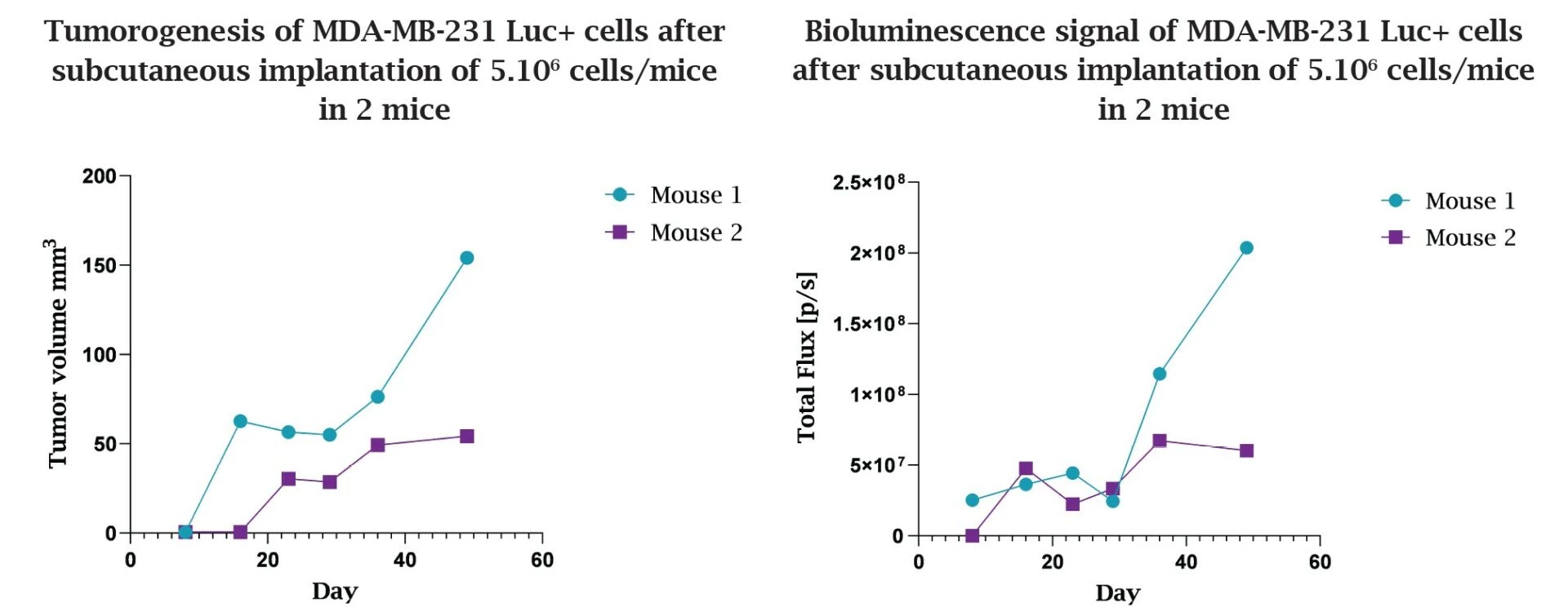 Antineo-MDA-MD-231-luciferase-bioluminescence