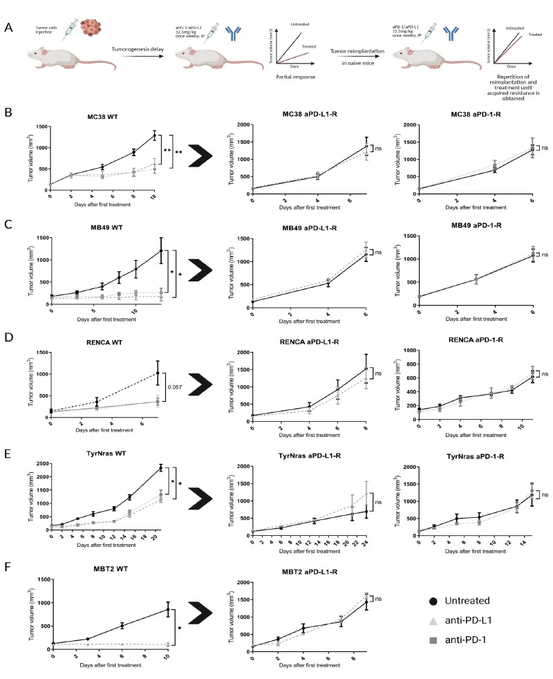 Antineo-PD1/PDL1_resistance models