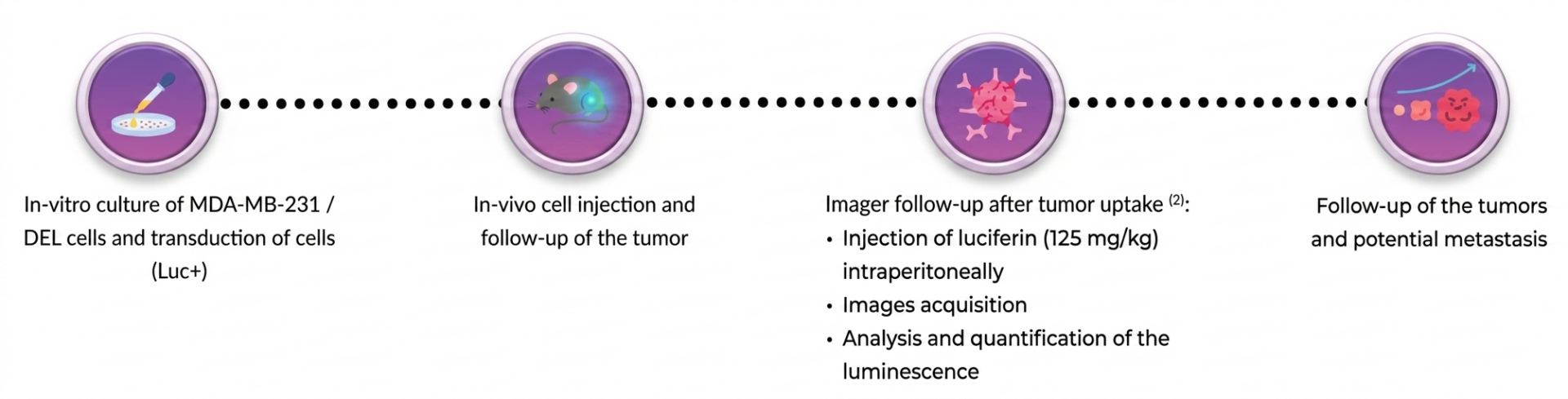 Antineo-tumor model-luciferase-bioluminescent