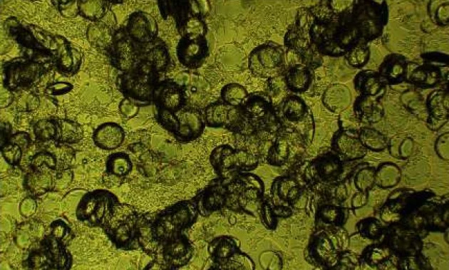 Antineo-in vitro cell culture-carroucell