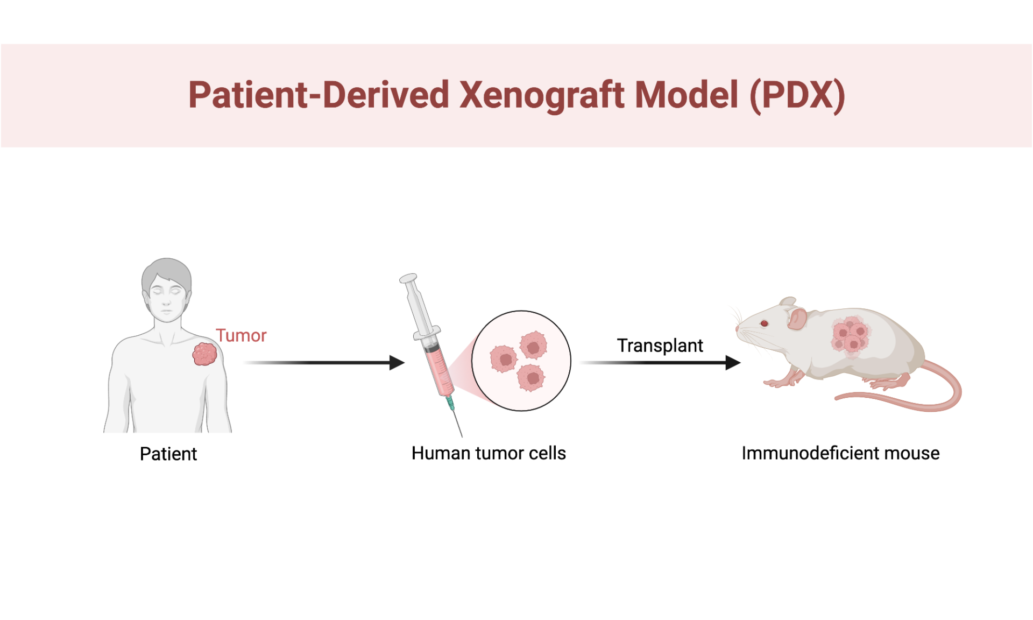 Patient-Derived Xenograft (PDX) model process showing tumor implantation in mice to preserve human cancer traits for research