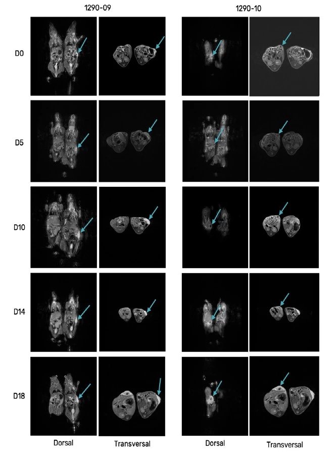 Antineo-lymphoma model-hawkcell result-image